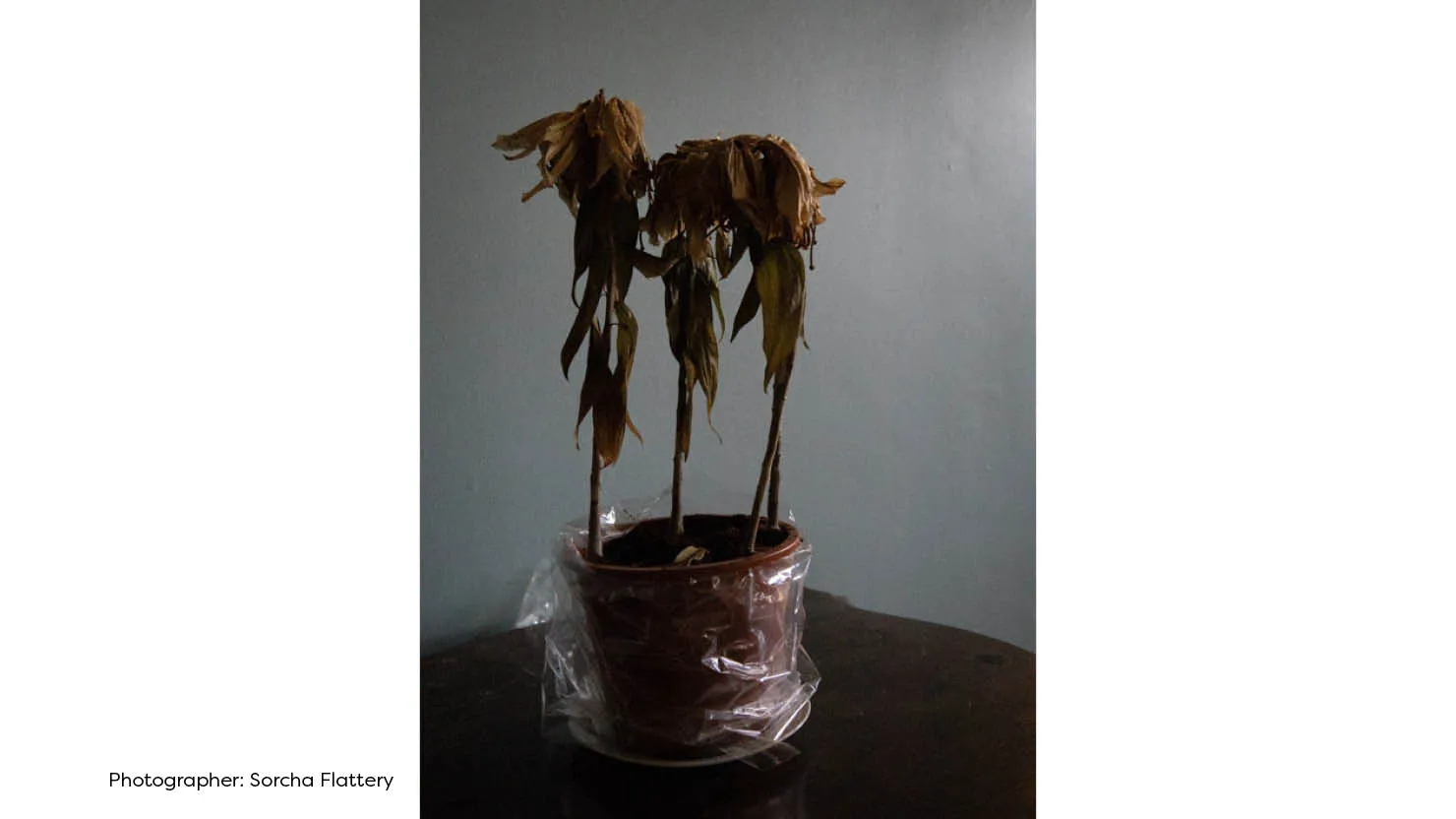 Photographic Media - Sorcha Flattery
