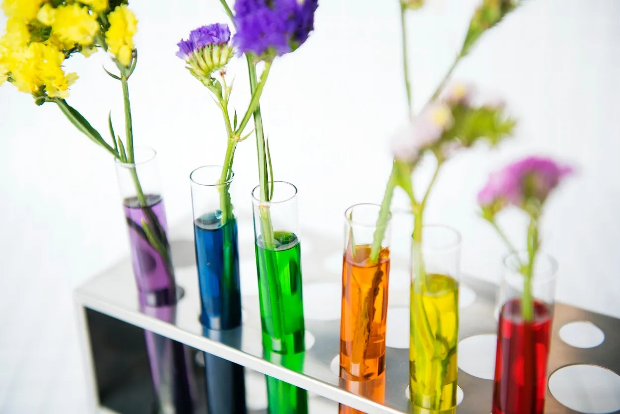 Flower science experiment Flowers grow in test tubes filled with various colours of water