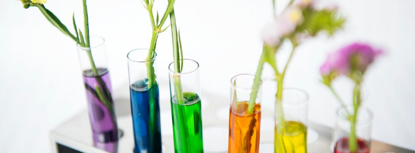 Flower science experiment Flowers grow in test tubes filled with various colours of water